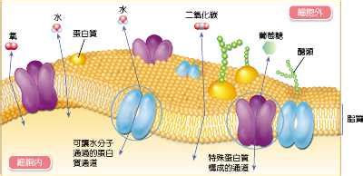 擴散作用